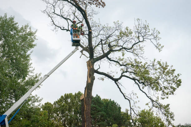 Best Emergency Tree Removal  in Fort Branch, IN