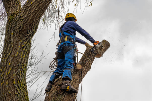  Fort Branch, IN Tree Services Pros