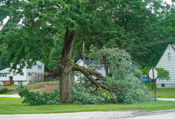 Why Choose Our Tree Removal Services in Fort Branch, IN?