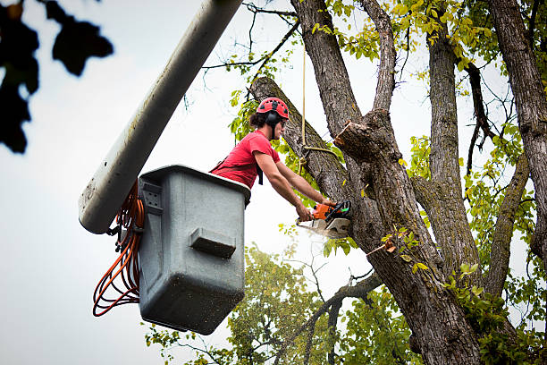 Best Commercial Tree Services  in Fort Branch, IN